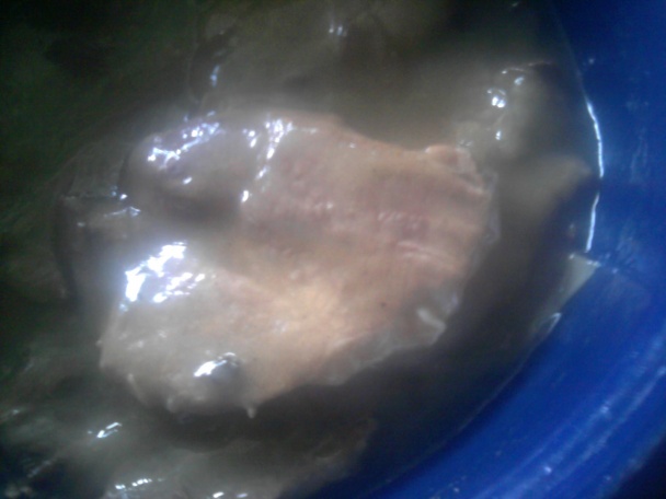 Bravčové na hríboch, podávané na kyslej kapuste (fotorecept) - obrázok 2