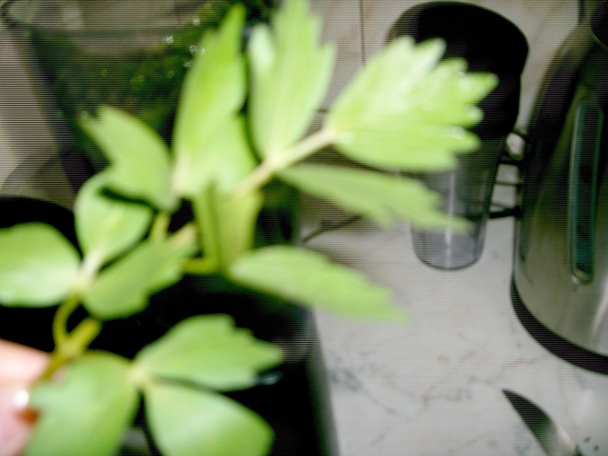 Žihľavový pretlak (pesto) (fotorecept) - obrázok 4