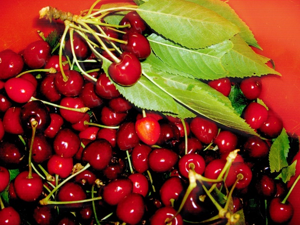 Čerešňové guľky s makom (fotorecept) - obrázok 1