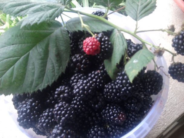 Expreso tea (fotorecept) - obrázok 1