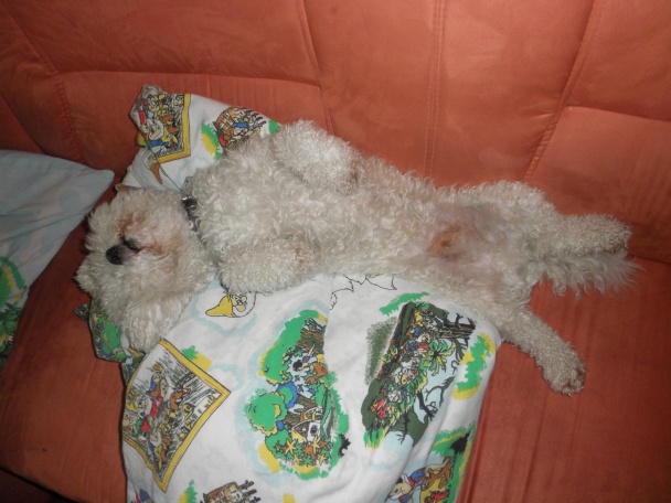 Studenvô (fotorecept) - obrázok 8