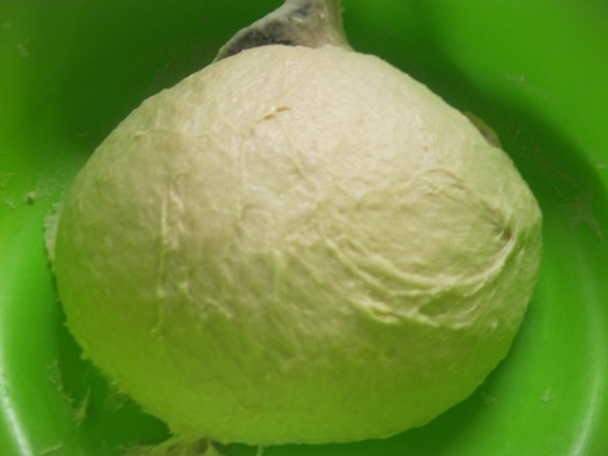 Škvarkové slimáky (fotorecept) - obrázok 2