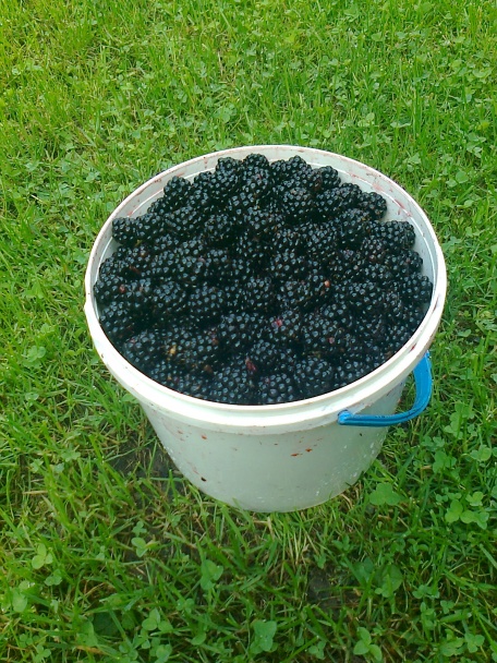 Černicový sirup - obrázok 1