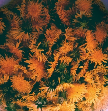 Púpavový sirup - obrázok 1