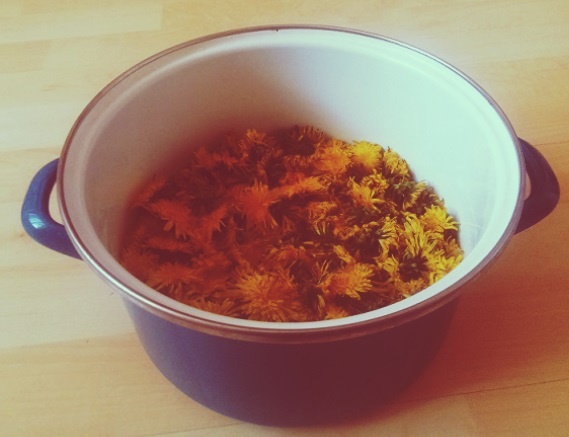 Púpavový sirup - obrázok 2