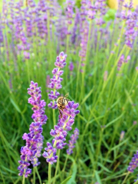 Levanduľovo-medovkový čaj (fotorecept) - obrázok 4