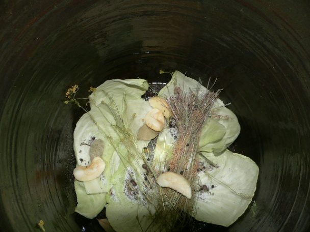 Kvasená kapusta a juška (fotorecept) - obrázok 4