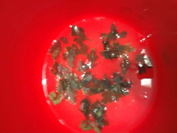 Vajíčka v novom šate (fotorecept) - obrázok 5