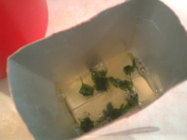 Vajíčka v novom šate (fotorecept) - obrázok 7