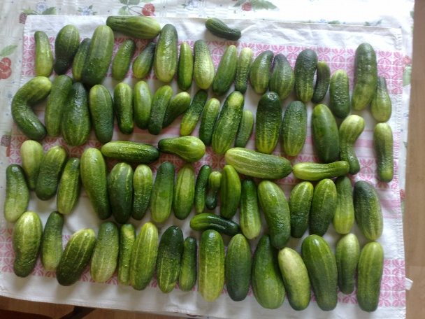 Uhorky - Rimavská Sobota (fotorecept) - obrázok 3