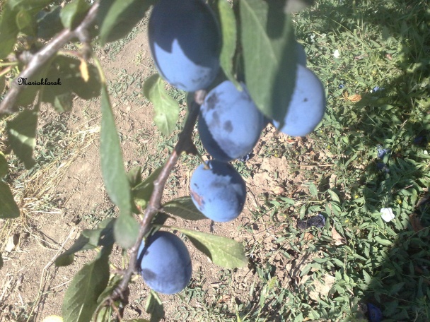 Slivkový lekvár ako ho robím ja (fotorecept) - obrázok 1