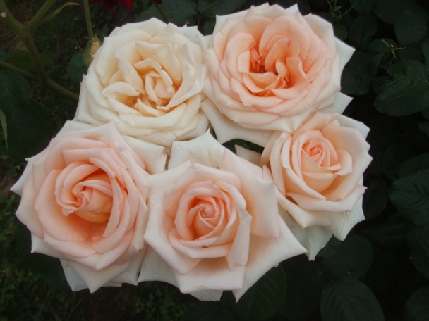 Tvarohovo sýrová pomazánka trochu pikantní - obrázok 1