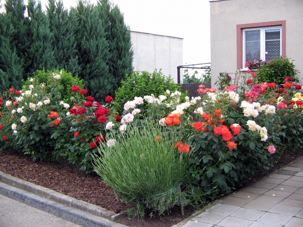 Tvarohovo sýrová pomazánka trochu pikantní - obrázok 4