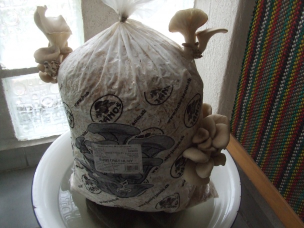 Kuřecí játra, hlíva ústřičná jako guláš (fotorecept) - obrázok 1