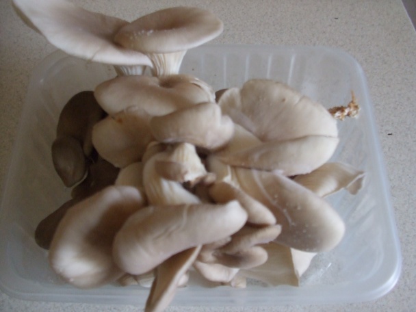 Kuřecí játra, hlíva ústřičná jako guláš (fotorecept) - obrázok 4