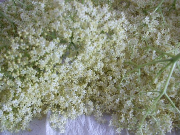 Kosmatice (fotorecept) - obrázok 1