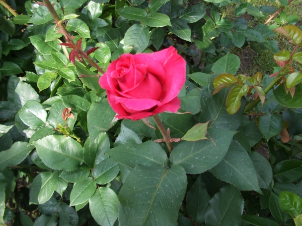 Tvarohové koblížky (fotorecept) - obrázok 7