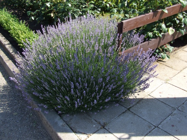 Rychlá koprovka s vejcem a novým bramborem (fotorecept) - obrázok 10