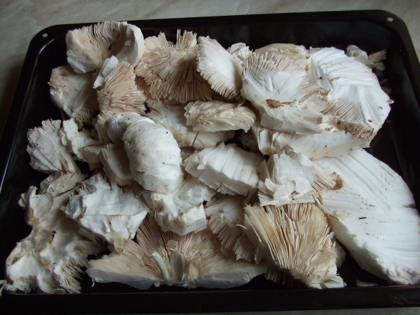 Smažené houby (fotorecept) - obrázok 1