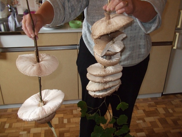 Smažené houby (fotorecept) - obrázok 5