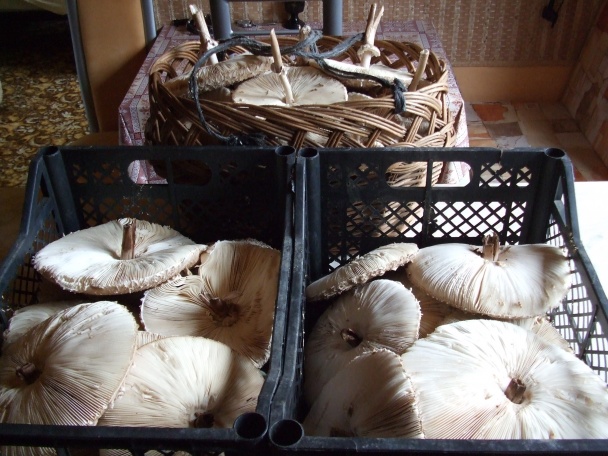 Bedly v těstíčku (fotorecept) - obrázok 1