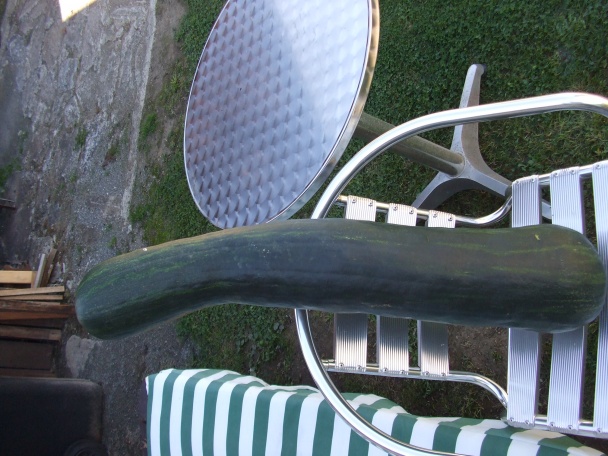 Cuketovo-houbový guláš s opékaným párkem (fotorecept) - obrázok 3