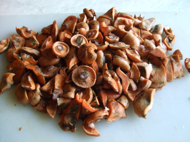 Rýdziky na karí s cestovinami (fotorecept) - obrázok 5