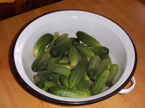 Kvasáky - obrázok 1