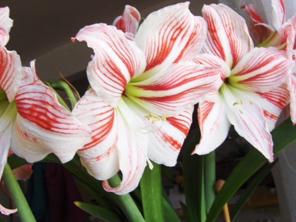 Zdravý chlieb (fotorecept) - obrázok 7