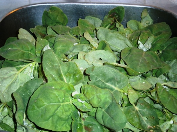 Špenát - (fotorecept) - obrázok 1