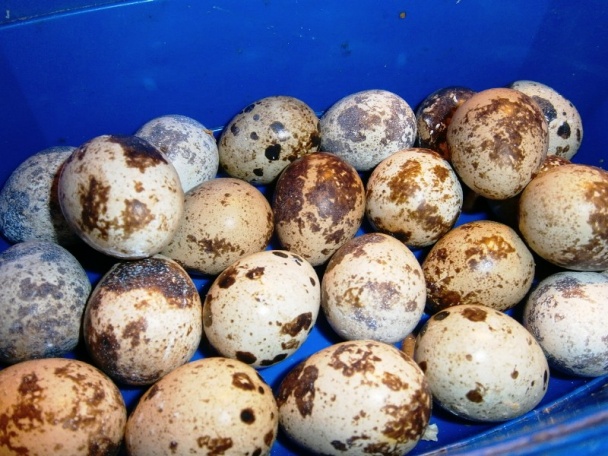 Špenát - (fotorecept) - obrázok 4