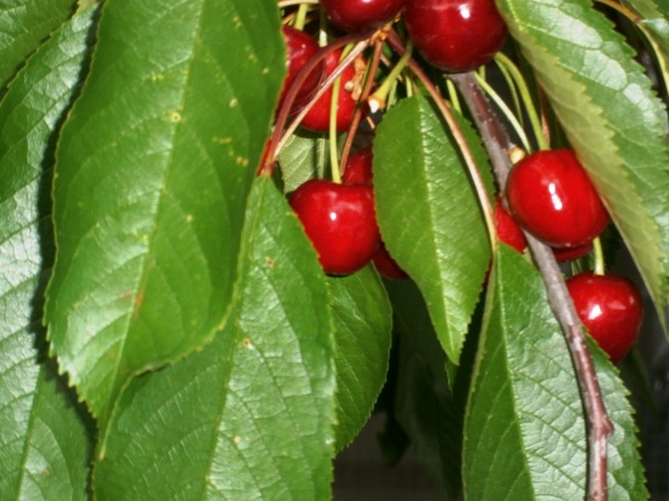 Zavárané čerešne (fotorecept) - obrázok 1