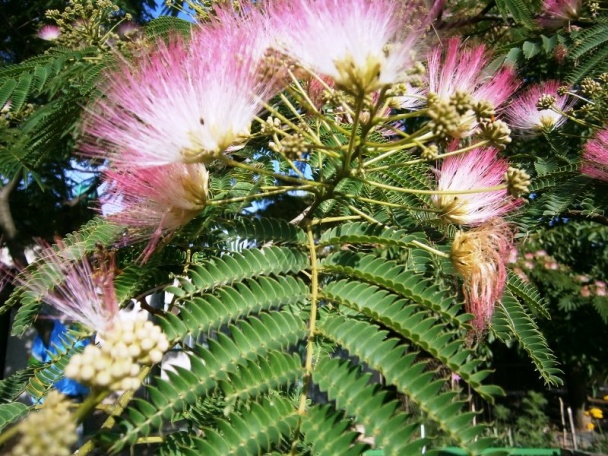 Sviečková na smotane / fotorecept/ - obrázok 13