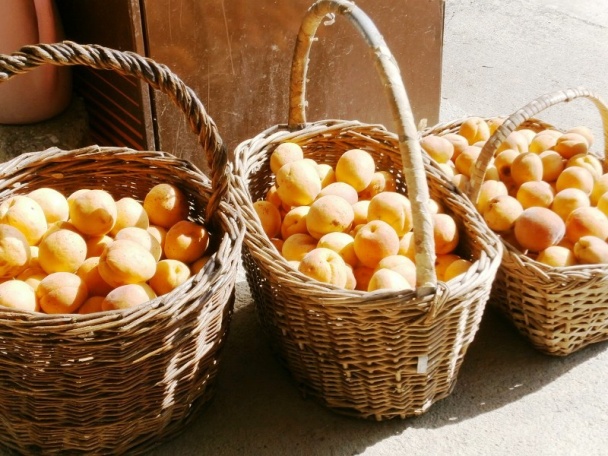 Zavárané marhule (fotorecept) - obrázok 1