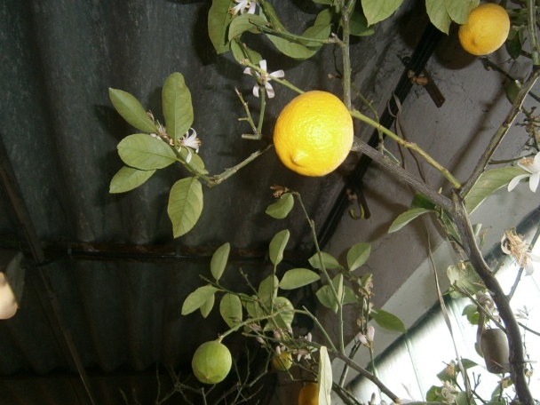 Steak z lososa (fotorecept) - obrázok 7