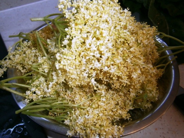 Bazový sirup (fotorecept) - obrázok 2