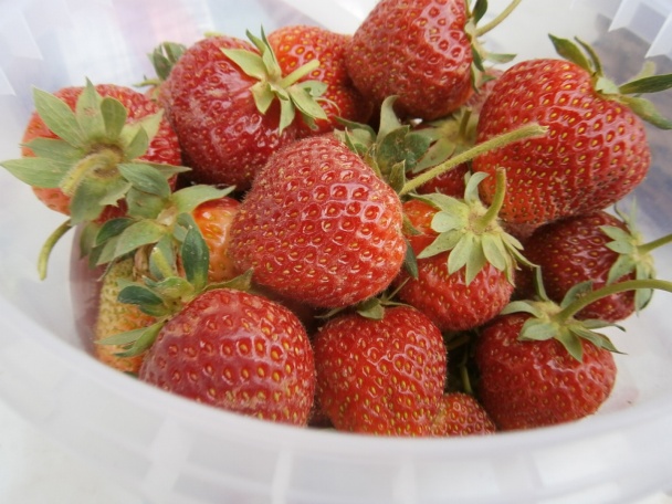 Torta so šľahačkou a jahodami (fotorecept) - obrázok 2