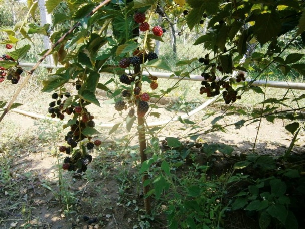 Roláda s tvarohovo-šľahačkovou plnkou (fotorecept) - obrázok 9