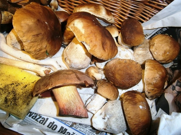 Sušené dubáky na zimu (fotorecept) - obrázok 1