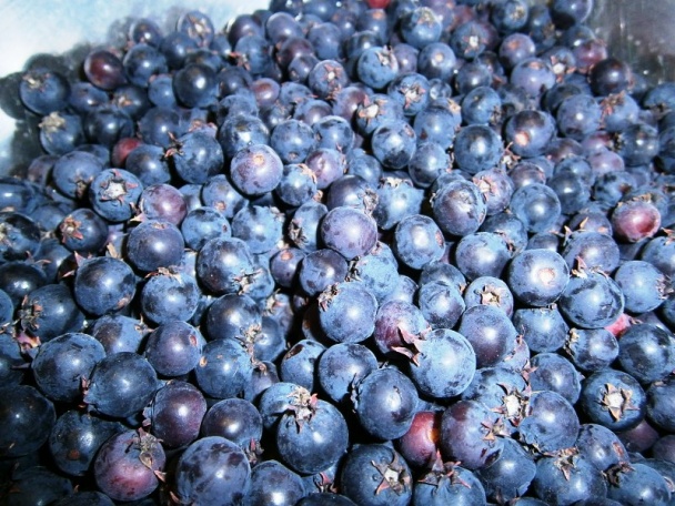 Čučoriedkový lekvár (fotorecept) - obrázok 2