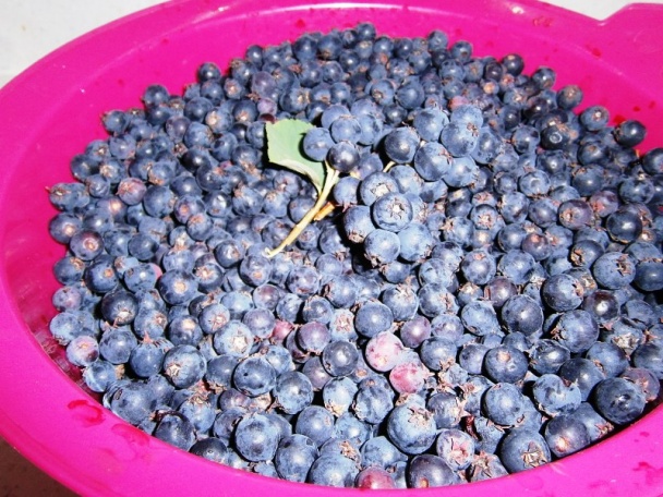 Čučoriedkový kompót (fotorecept) - obrázok 1