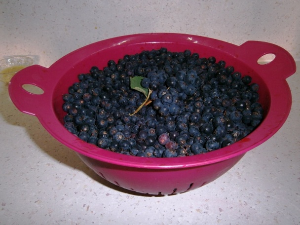 Čučoriedkový kompót (fotorecept) - obrázok 2