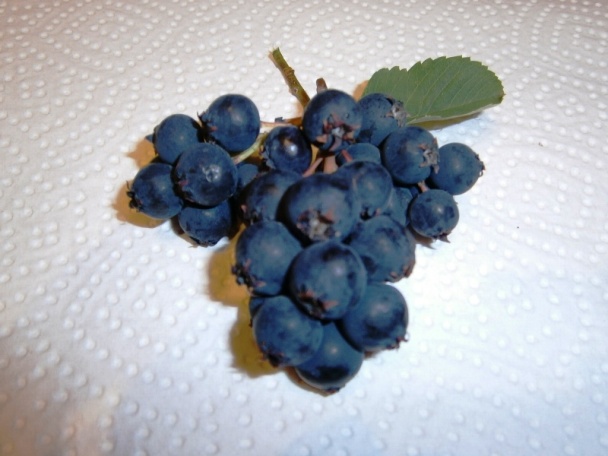 Čučoriedkový kompót (fotorecept) - obrázok 7