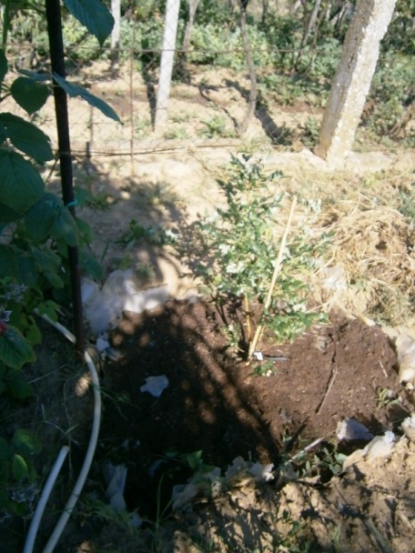 Čučoriedkový kompót (fotorecept) - obrázok 9