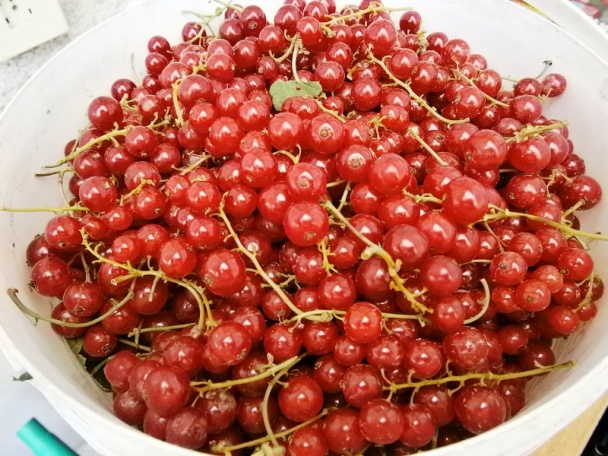 Ríbezľový rôsol (fotorecept) - obrázok 1