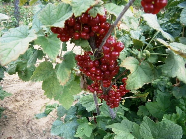 Ríbezľový rôsol (fotorecept) - obrázok 13