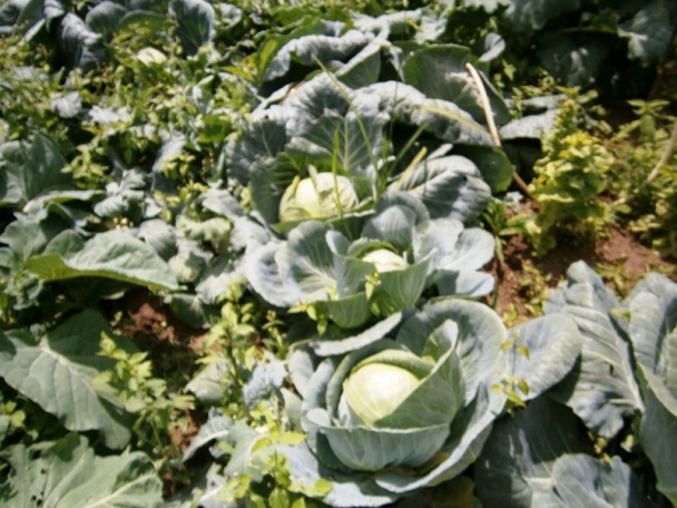 Letná čalamáda na rýchly konzum (fotorecept) - obrázok 1