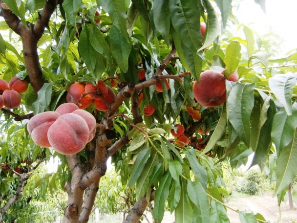 Letná čalamáda na rýchly konzum (fotorecept) - obrázok 14