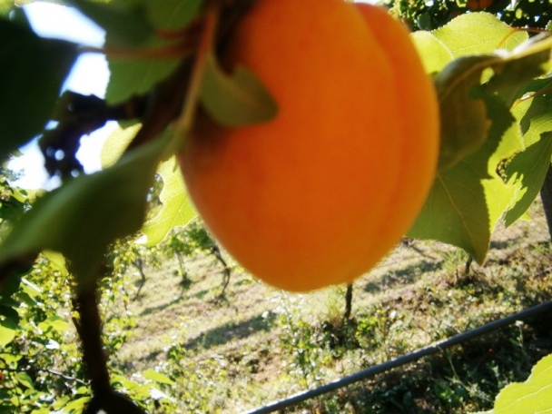 Letná čalamáda na rýchly konzum (fotorecept) - obrázok 15