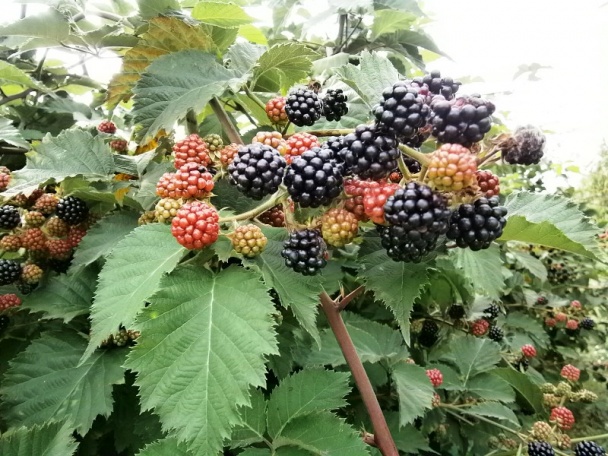 Černicový koláč s mrveničkou (fotorecept) - obrázok 11